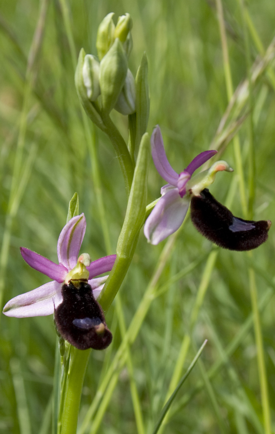 Ophrys bertolonii?